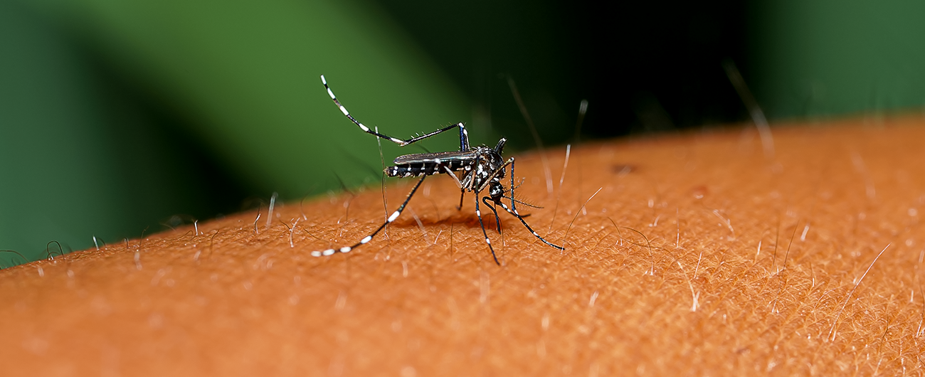 Combate à proliferação de mosquitos no verão: medidas para proteger sua família e o meio ambiente