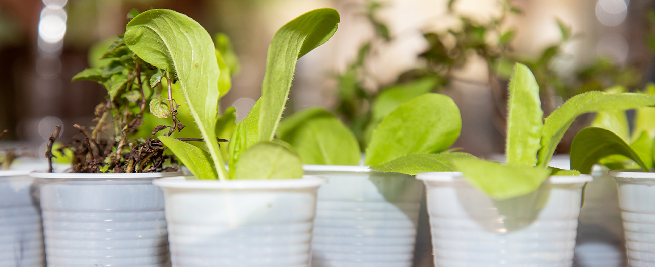 Projeto “Plantando o Futuro” ensina sobre hortas autoirrigáveis