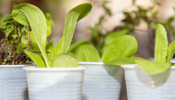 Projeto “Plantando o Futuro” ensina sobre hortas autoirrigáveis