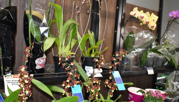 Deixe sua casa ou seu jardim ainda mais florido