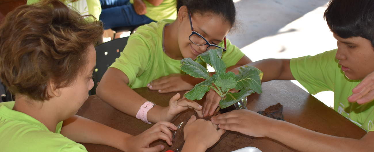 Projeto Plantando o Futuro ensina os alunos a confeccionar hortas sustentáveis reutilizando materiais descartáveis