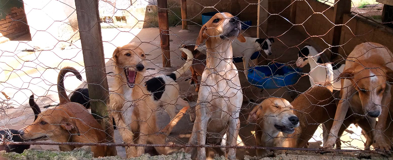Ação da Loja Copercana beneficia instituições em Batatais e Pontal que acolhem animais de rua