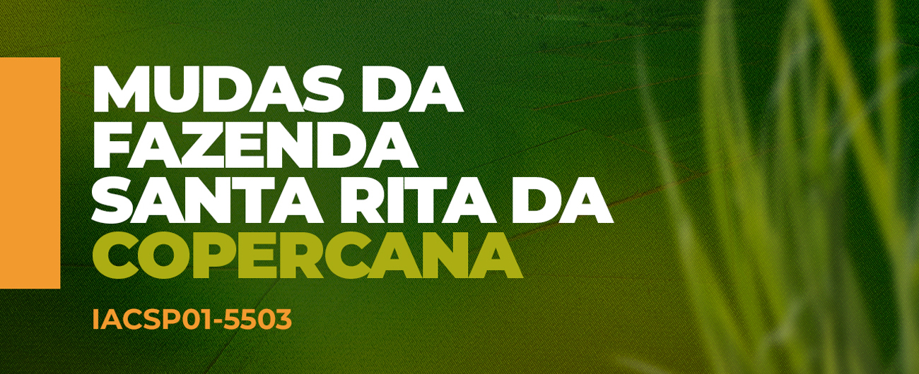 Variedades de Cana da Fazenda Santa Rita da Copercana 2025: IACSP01-5503