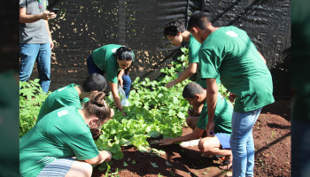 Alunos do Plantando o Futuro realizam a colheita das verduras plantadas durante o programa