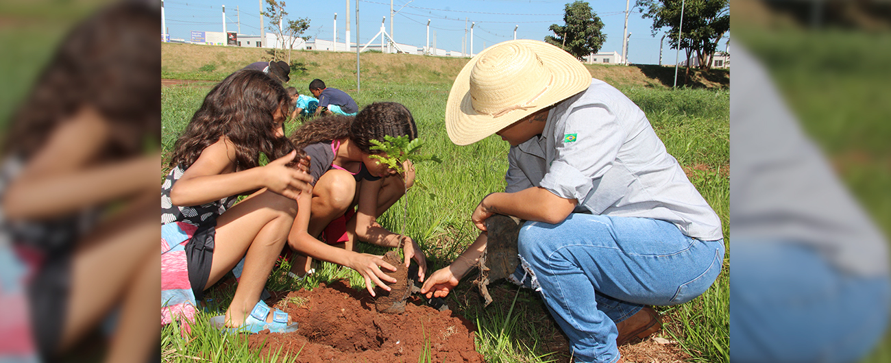Pau-Brasil ganha novas raízes em ação ambiental da Copercana Sustentável em Serrana