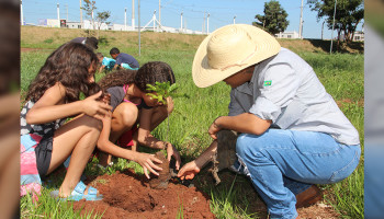 Pau-Brasil ganha novas raízes em ação ambiental da Copercana Sustentável em Serrana