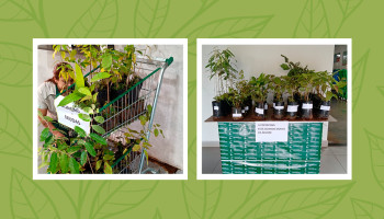 Copercana distribui mudas de árvores nativas em celebração ao Mês do Meio Ambiente 