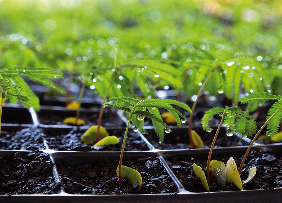 Cultivando o futuro