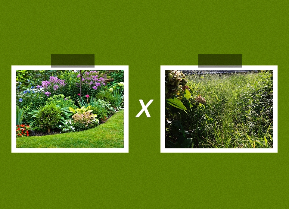 Como está o seu jardim?