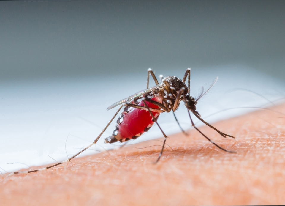 Dengue: cuide de você e da sua família!