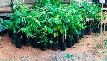 Uma forma de alento e solidariedade