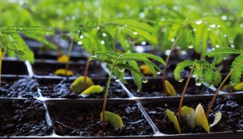 Cultivando o futuro