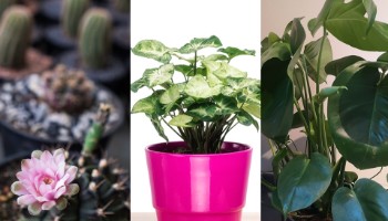 1ª Feira de Trocas Plantas & Mudas